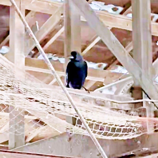 牛追いの際の掛け声を真似るカラス（画像提供：もみのきさん）