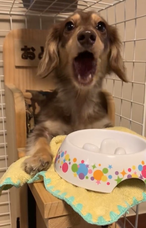 もぐもぐタイムです（おとさん提供、Twitterよりキャプチャ撮影）