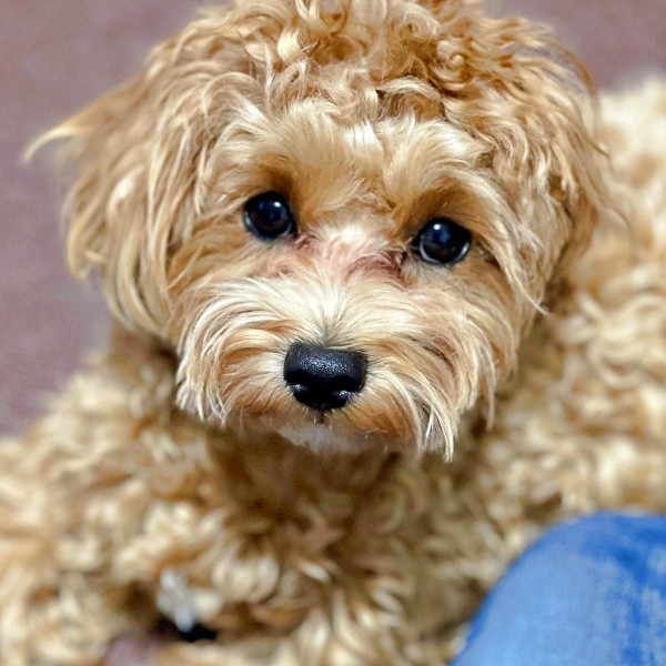 人の言葉を理解している賢いまおくん（画像提供：まお ちろさん）