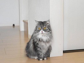 貴重なお出迎えポーズ、再現したよ　ツンデレなスコ「玉三郎」