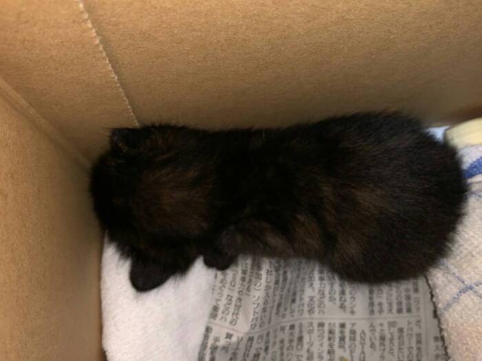 アルマが旅立ち、１年半経った頃。辻さんの母からラインで「よろしくな」と届いたレオの写真、顔もわからなかったが、辻さんは「大切な命だから」引き取った（辻さん提供）