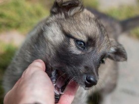 子犬にも反抗期がある!　咬まれるときはどうしたらいい？