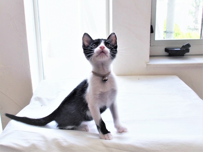 元気いっぱい、ピッカピカのいのち