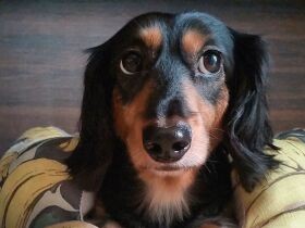 私怒ってます　叱られて３日もストライキをしたミニチュアダックスフンド「ウイ」