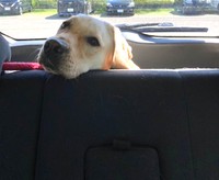 突然の「人間の乳児」の登場で、ドッグランを途中退場して車で帰宅することになった、ラブラドールレトリーバーのレアくん（画像提供：KRRRさん）