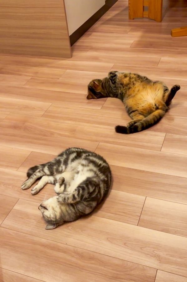 床暖房中、もなかくんとともに（画像提供：あんこともなか 充電ねこさん）