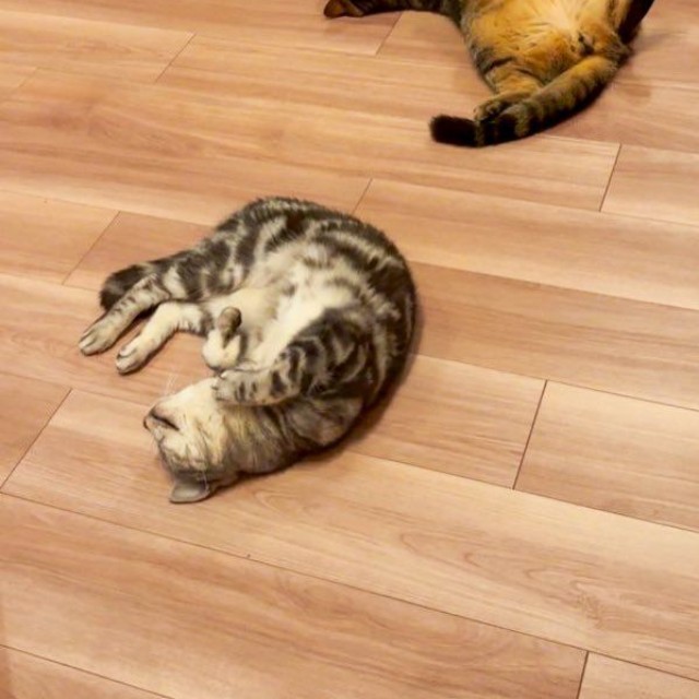 床暖房中、もなかくんとともに（画像提供：あんこともなか 充電ねこさん）