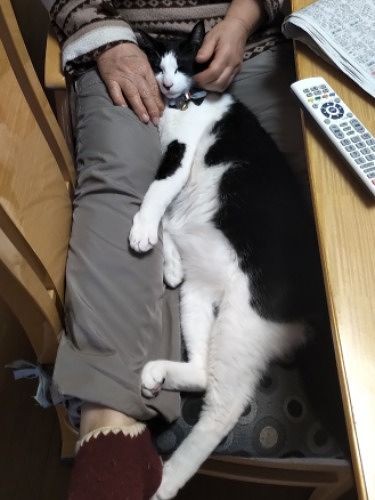 ハヤテは甘えん坊みたい、はっぴーと体形が似てる
