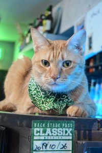 看板猫・権蔵くん（「Cats in the Box.」さん提供）