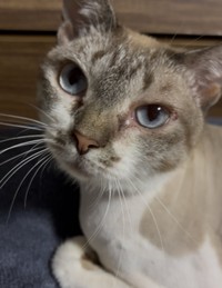 きれいなブルーの瞳（画像提供：なごみ庵さん）