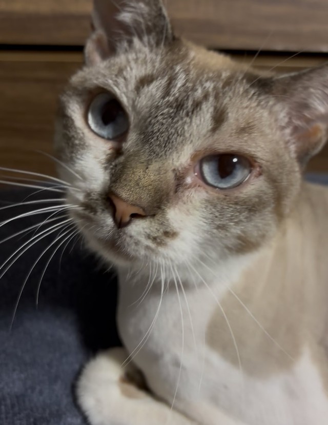 きれいなブルーの瞳（画像提供：なごみ庵さん）