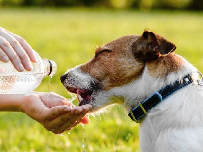 外出には水を必携