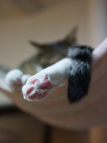 パリ之進の足の裏「僕だって幸運を呼ぶピンク肉球を持ってるぞ」