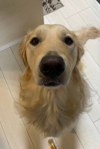 「引き戸」を豪快に突破したゴールデンレトリバーの男の子、ぼんくん（画像提供：たびぼんボダ＆ゴルさん）