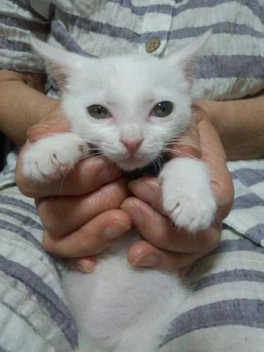 家にきたころの「べる」
