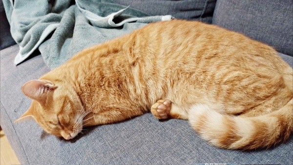 2022年10月、保護され家猫になったこなちゃん（画像提供：ユンコロさん）