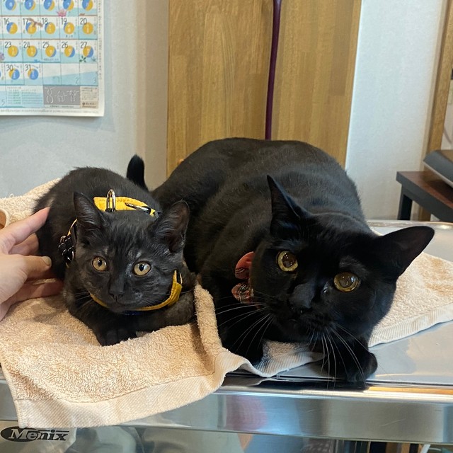 生粋の日本猫のようなふたり