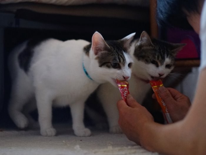 秘技、おやつ同時あげ