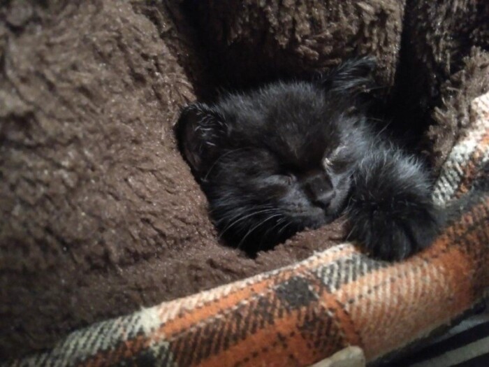 家にきたころの「きゅうと」