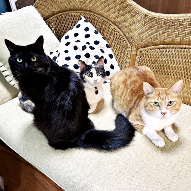 ソファでまったりする（左から）スミちゃん、同居猫のリルちゃん、チャボくん