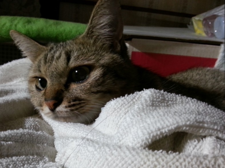 保護猫のクロ　うまく跳べないけど、みんなの宝物