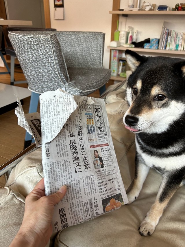 新聞もビリビリに…！（画像提供：黒柴ロクさん）