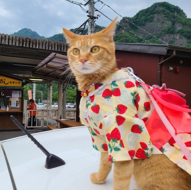 お洋服は着物やドレス、数え切れないほど持っている