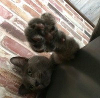 へそ天になって飼い主さんにじゃれる空くん（画像提供：kurokoさん）