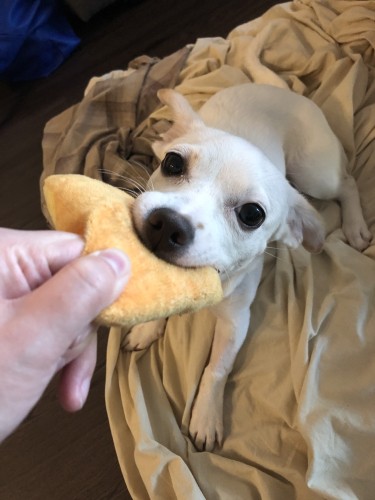 人間と遊ぶと楽しいんだよ、とたくさん遊んであげることは大切な社会化