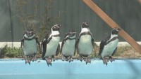 しろとり動物園に仲間入りした5羽のフンボルトペンギン
