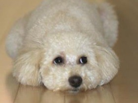 ワンコの下痢は万病のもと？