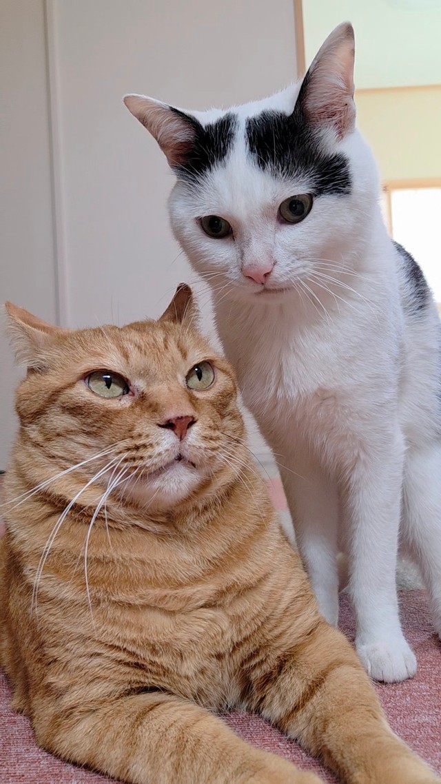 ご飯食べたのにご飯まだですかみたいな顔する猫ちゃんズ（提供：ちぼさん）