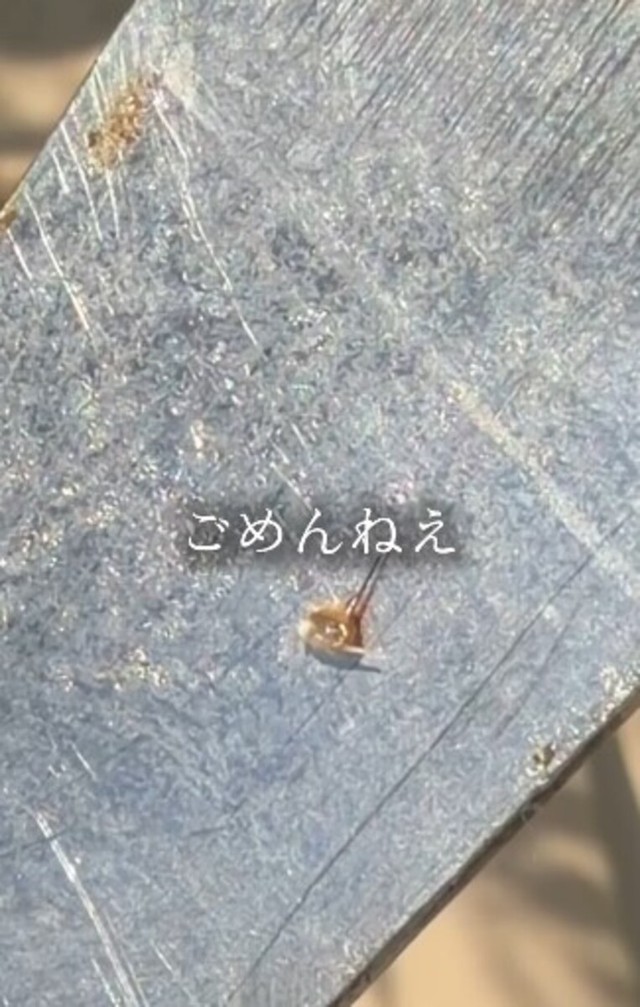 取り除いた蜂の針。「ごめんねえ」／借金1億農業ガール（保條）さん（@1okugal）提供