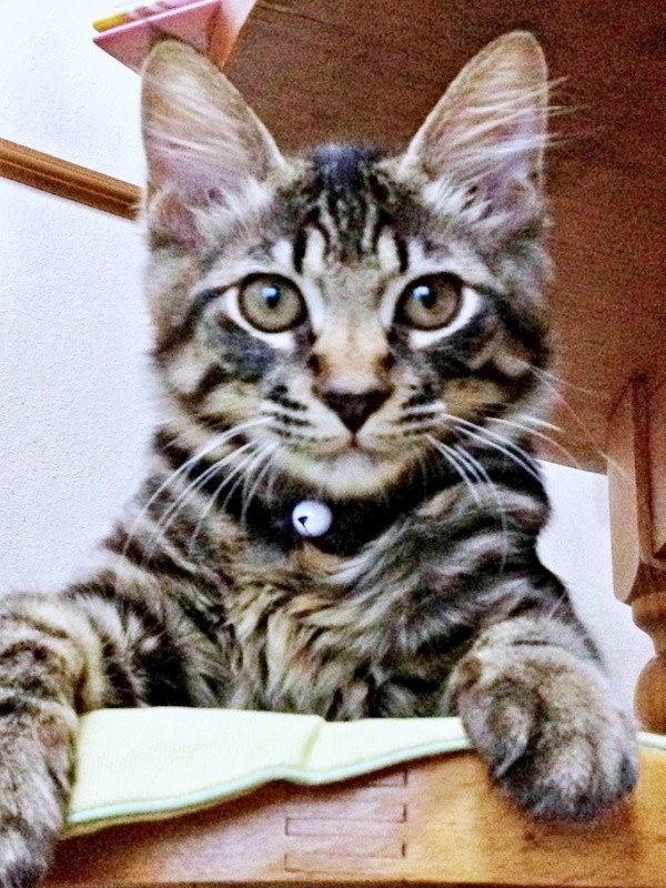 高所で家の中を眺める子猫時代のたまちゃん（画像提供：ハナちゃん）