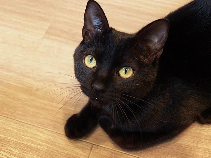 のり巻きの目も、今ではすっかりキレイになり美人猫に