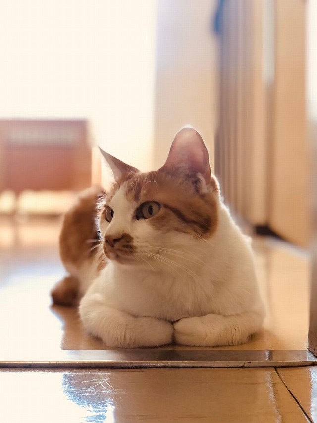 社員のちくわ君