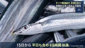 豊漁が続くサンマ　休漁を拡大　漁獲枠の消化を回避