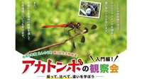 秋の風物詩・アカトンボの観察会　参加者募集中
