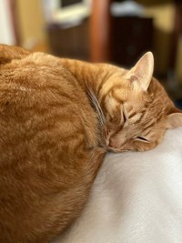 安心した表情でスヤスヤ…（提供：おすよさん）