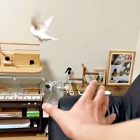 そのまま飛び去ったポッケくん（画像提供：白文鳥のコッコさん）