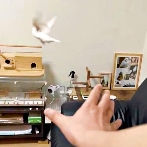 そのまま飛び去ったポッケくん（画像提供：白文鳥のコッコさん）