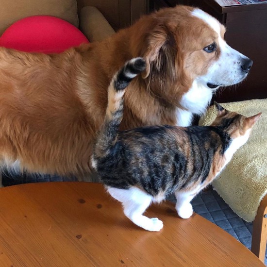 猫のはなちゃんは八七くんファン