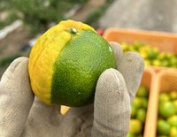 みかん水素③ヘパ③ 日新蜂蜜 純粋アルゼンチン＆カナダ産はちみつ 400g| コープ