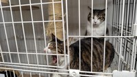 この2匹は親子で保護された