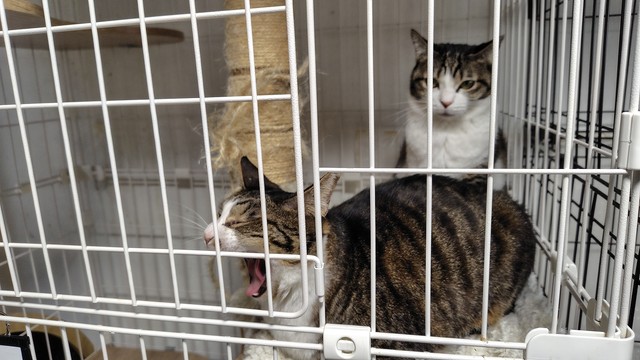 この2匹は親子で保護された