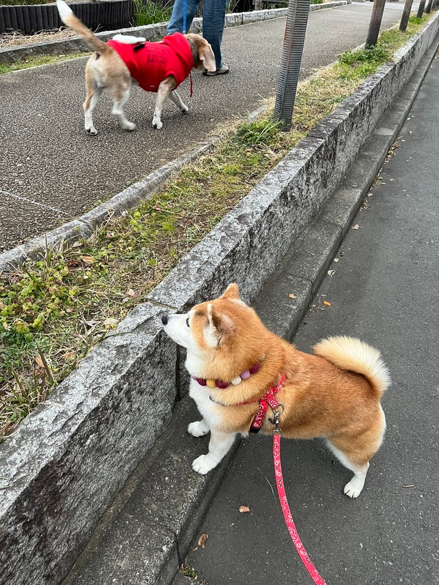 友達もういっちゃった、、、（提供：祥&柴犬のまるちゃんさん）