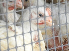 餓死させられた14万羽の鶏　繰り返さないために出来ることは