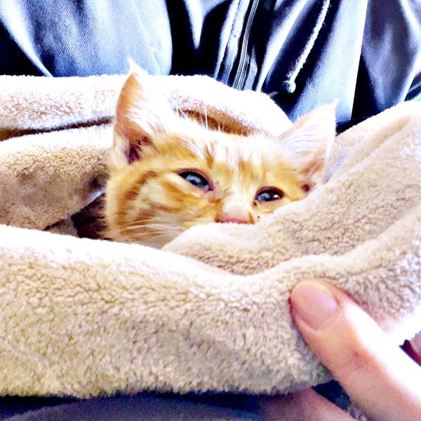 保護当初、飼い主さんの腕の中でうとうとする縁くん（画像提供：【かんざき屋】じゃきちゃんさん）