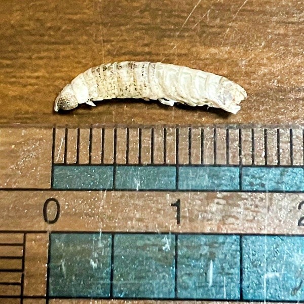 ちりめんじゃこに入っていた「ウオノエ」。体長1.5センチほど（画像提供：こちさん）