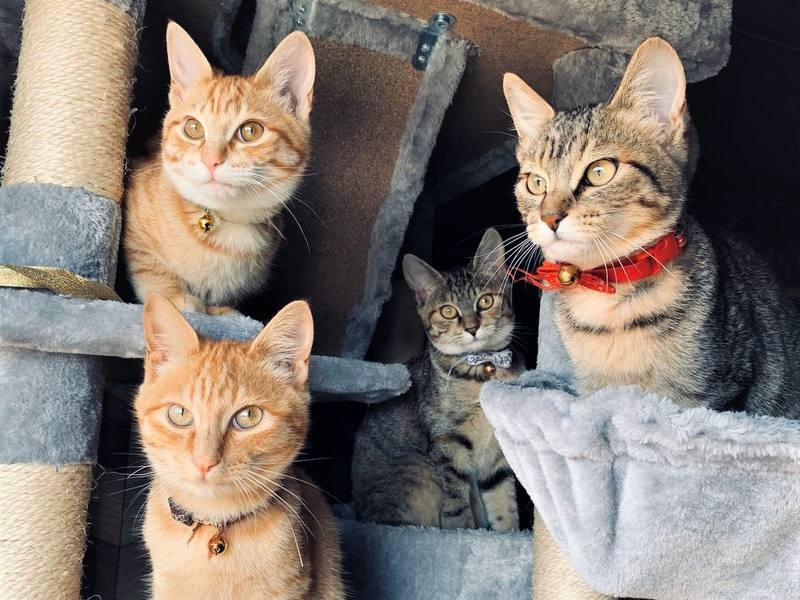 ４匹すくすく成長中。茶トラ２匹は５月に転職予定（しまや出版提供）